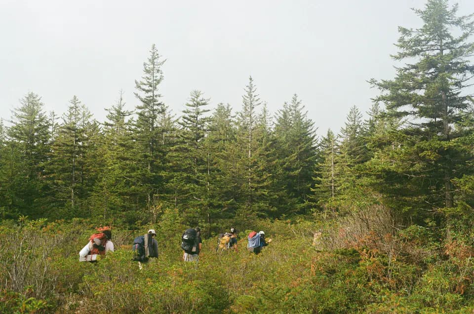 Hikers crossing a clearing below a stand of pines